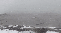 Birds Bob in Lake Erie as Snow Squalls Lash Southeast Ontario