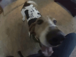 grlwondr happy happy dog overjoyed basset hound GIF