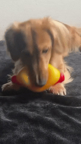 Dog GIF