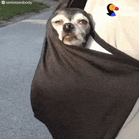 dog GIF by The Dodo