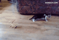 200w.gif