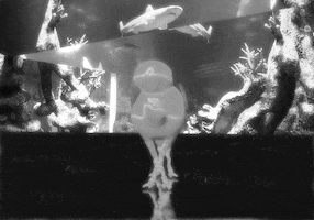 200.gif?cid=fc005b08ab6229346f9dbc1c36fbd55766f37c6b4c0b0762&rid=200.gif&ct=g