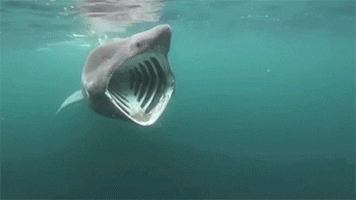 basking shark biology GIF