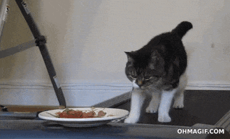 Cat Food GIF