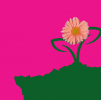 Flower Grow GIF