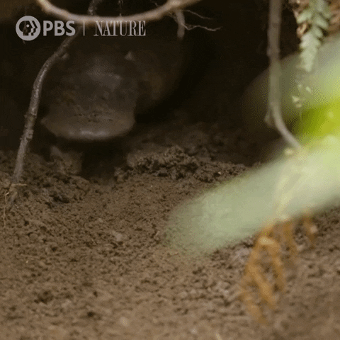 Platypus Hello GIF by Nature on PBS