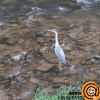 Flowing-water GIFs - Get the best GIF on GIPHY