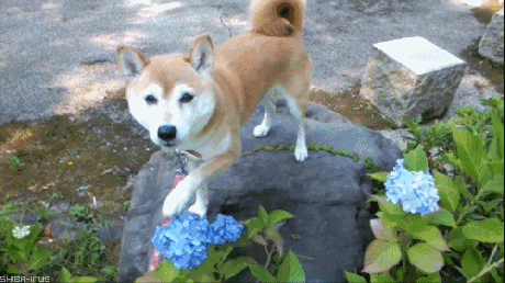 Friend Flower GIF