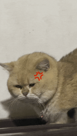 Cat GIF