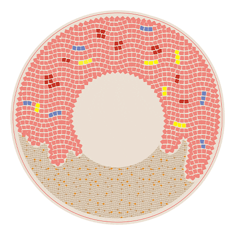 Donut Bdo Sticker by vfcsg