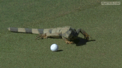 lizards