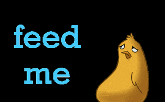 Animals GIF