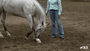 Horse Bow Down GIF by FEI Global