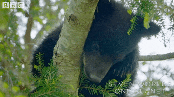 Nervous Bear GIF by BBC Earth