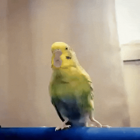 Did You Miss Me Love GIF