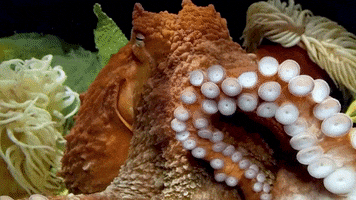 GIF by Mystic Aquarium