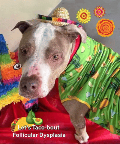 Adopt Pit Bull GIF by Prairie Paws Animal Shelter