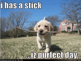 Button GIF