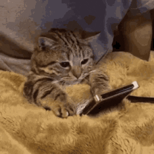 Giphy - Work From Home Cat GIF by MOODMAN