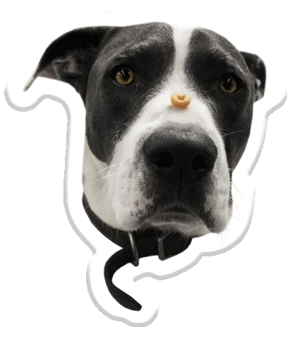 boxer treat Sticker by Pets Add Life