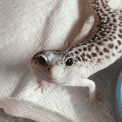 Leopard-gecko GIFs - Get the best GIF on GIPHY