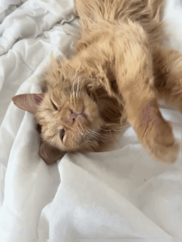 Cat GIF