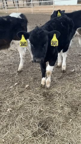 tailoredregroup run scared cow cows GIF