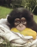 Baby Monkey Aww GIF