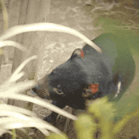 tasmanian devil spinning gif