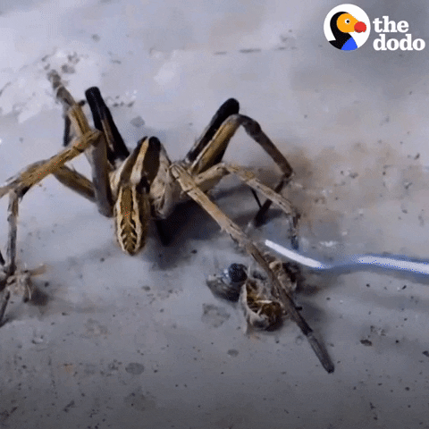 Spider Insect GIF by The Dodo