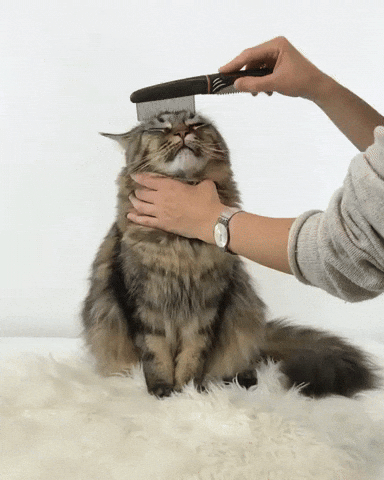 Kot rasy Maine Coon