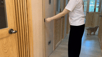 吉貓寓所 GIF by Choc Ye