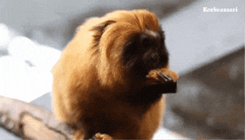 Tamarin Eating GIF by Korkeasaari Zoo