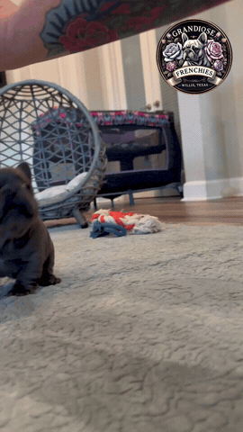 Stand-Up Gf GIF by Grandiose Frenchies