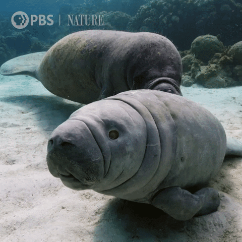Ocean Manatee GIF by Nature on PBS