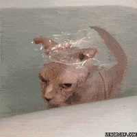 cats baths GIF