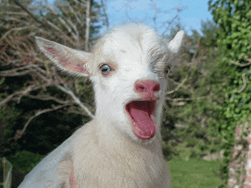 Bleating Goat Gifs Get The Best Gif On Giphy