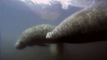 Wildlife Swamp GIF by American Experience PBS