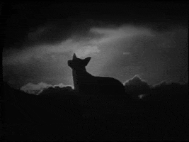 howling night sky GIF by hoppip