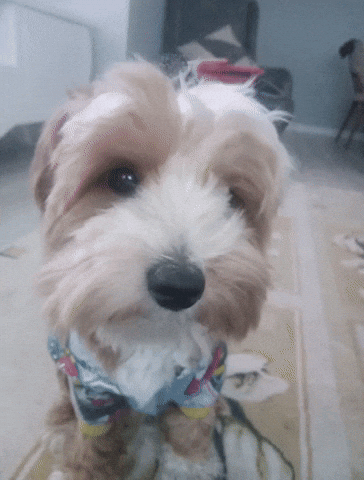 Loki GIF