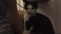 Cat Gets Very Angry With Knitting Needle