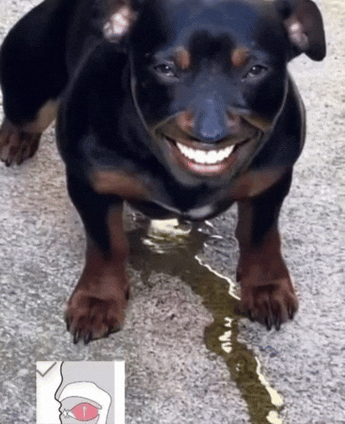 Dog Smile GIF