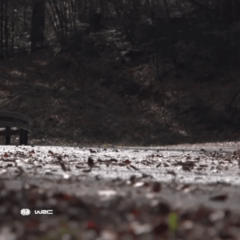 Rallying Ford GIF by FIA World Rally Championship