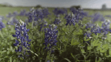 texas a&m spring GIF by The College of Education & Human Development at Texas A&M University