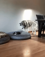 Cat Can I Lay Here GIF
