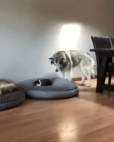Cat Can I Lay Here GIF