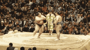 sumo wrestling GIF