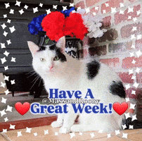 Cat Have A GIF