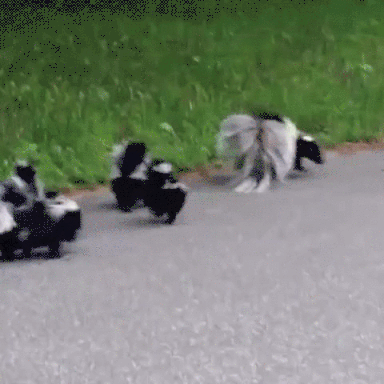 Skunks GIFs - Get the best GIF on GIPHY