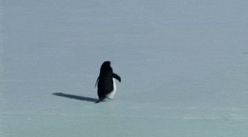 Penguin Run GIF